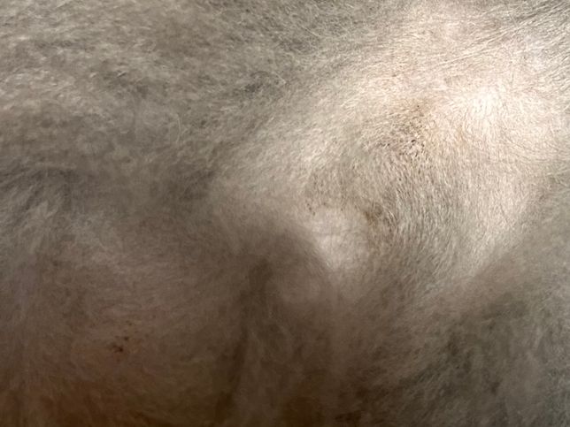 고양이 배에 점 같은 게 있는데 이건 뭔가요?의 1번 째 이미지