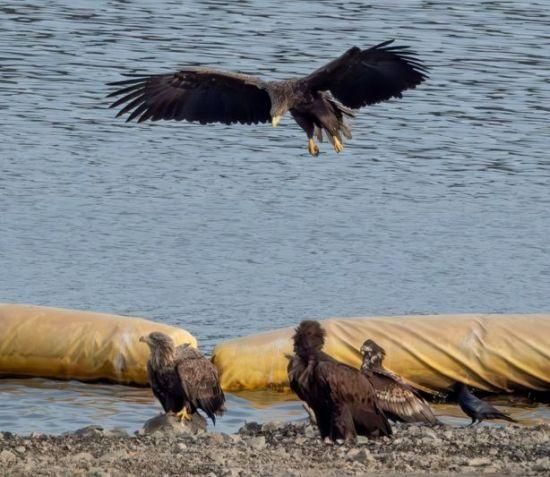 수달이 물가에서 맹금류와 마주친다면 영역이나 물에 대한 싸움이 일어날까요?의 3번 째 이미지