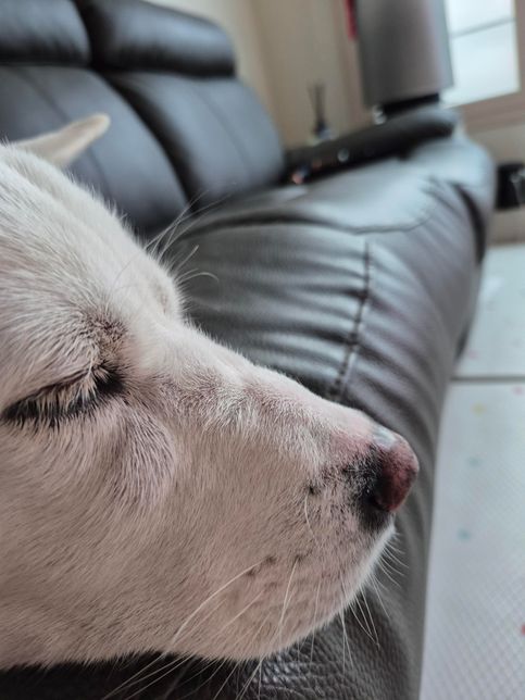 강아지 얼굴 혹 질문이요 급합니다..의 1번 째 이미지