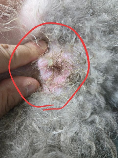 대형견 생식기가 함몰되었어요 도와주세요의 0번 째 이미지