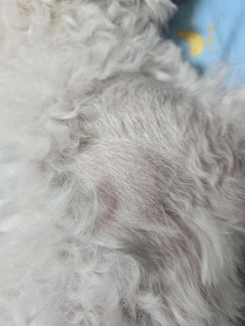 강아지 물혹?인지 주사부작용인지 궁금해요의 1번 째 이미지