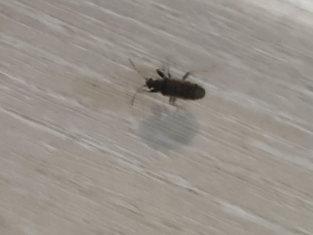 검은색 이거 무슨벌레인지 아시는분!!의 0번 째 이미지