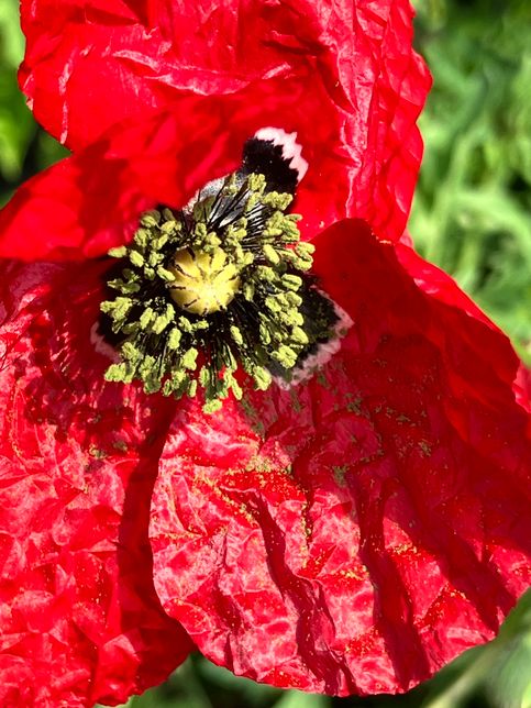 이거 마약 양귀비는 아니겠죠????의 2번 째 이미지