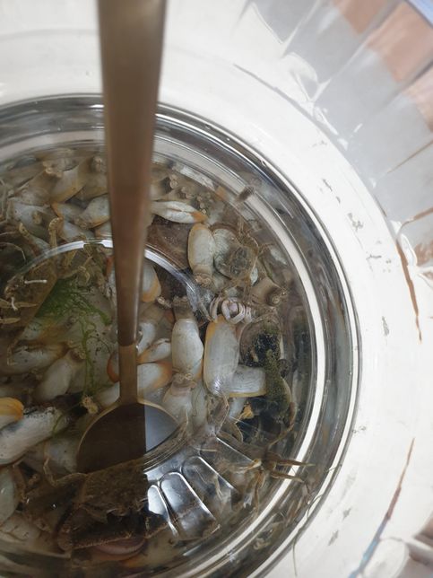 갯벌에서 가져왔는데 이 조개 먹을 수 있는건가요?의 0번 째 이미지