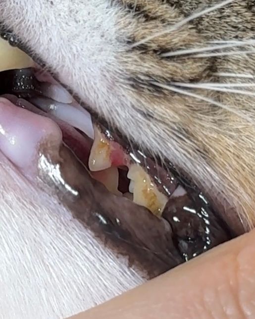 고양이 덴탈 워터 사용 후 잇몸 노출 증상의 0번 째 이미지
