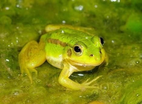 우리나라에만 사는 토종 개구리 이름이 왜 금개구리인가요?의 1번 째 이미지