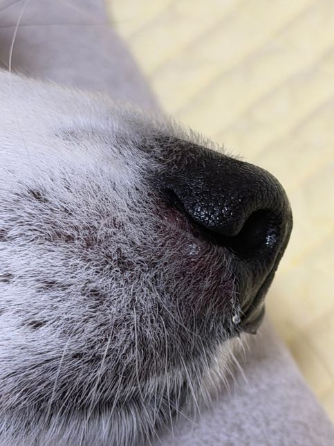 반려견 알레르기인가요? 다른 병원 가봐야 할까요?의 0번 째 이미지
