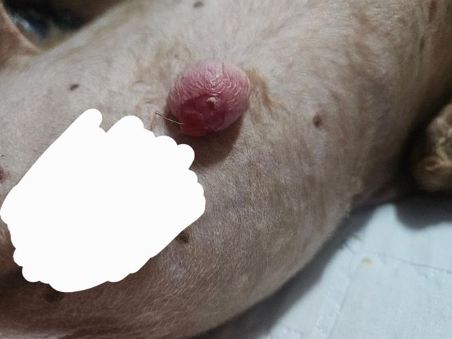 강아지 미용후 배꼽탈장 부분이 까졌는데요ㅠ의 0번 째 이미지