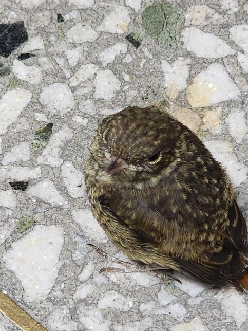 새끼 새 종류좀 알려주세요 참새아닌거같애요의 1번 째 이미지