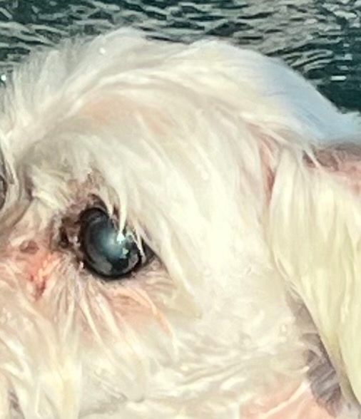 저희집 강아지가 눈에 흰게 보이는데 백내장이 온걸까요??ㅜㅜ의 0번 째 이미지