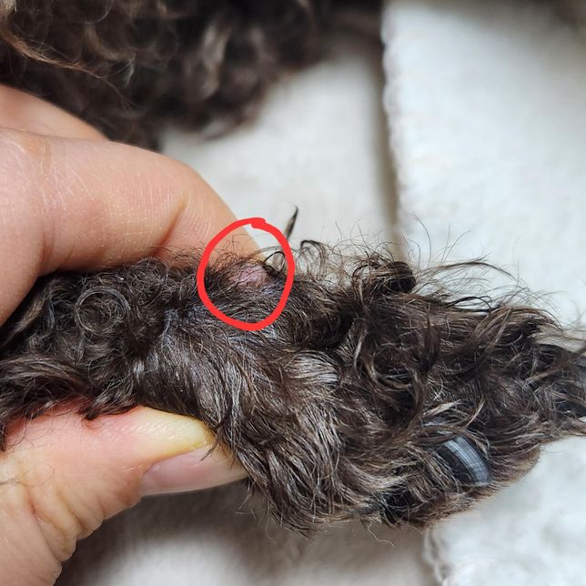 강아지 발등에 이상한 게 났는데 어떻게 해야 하나요?의 0번 째 이미지