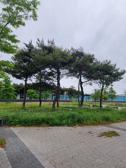 멋지게 자라난 그림의 소나무를 집에 식심으려면 구입가격 및 식재베용 포함 얼마나 들까요?의 0번 째 이미지