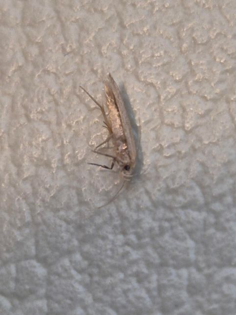 이건 무슨 벌레인가요 화랑곡나방인지 헷갈립니다의 1번 째 이미지