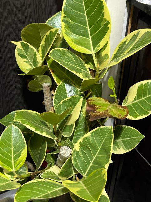 어떤 식물인지 알려주세요!!!!!의 1번 째 이미지