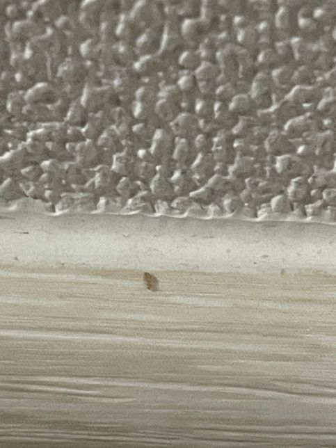 원룸입니다 벌레가 벽을따라 기어다니는데 벌레종류를 알려주세요 퇴치법도 있을까요의 0번 째 이미지