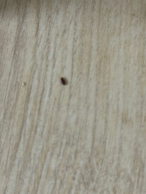 이 벌레 뭔가요 제발 알려주세요 ㅠㅠㅠㅠ의 1번 째 이미지