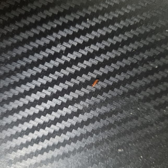 집에 이런벌레가 있는데 이름이 뭐에요?의 1번 째 이미지