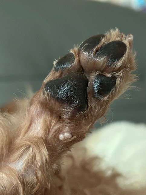 강아지 발목쪽에 사마귀같은게 낫어요의 0번 째 이미지