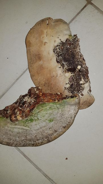 무슨버섯인가요?엄마가따왔는데요말굽버섯?의 0번 째 이미지