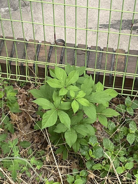집 뒤에 있는 이 식물 이름이 무엇일까요?의 0번 째 이미지
