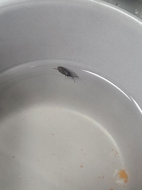 무슨 벌레인가요? 바퀴벌레 유충인가요?의 1번 째 이미지