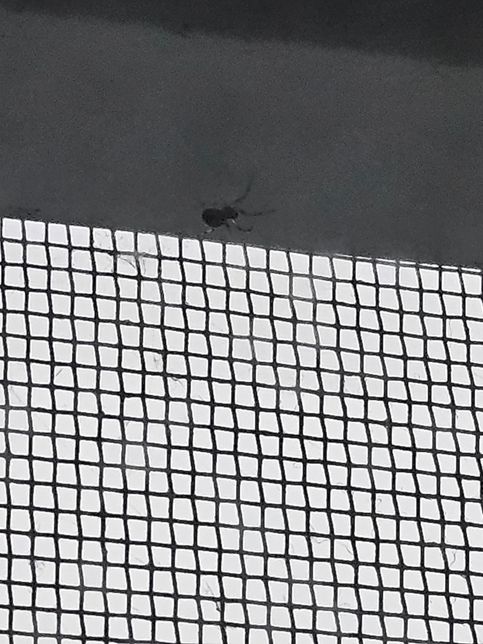 이 벌레들은 대체 무슨 벌레 인가요??의 2번 째 이미지