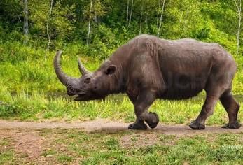 털코뿔소는 왜 학명에 '속이 빈 이빨'을 뜻하는 코엘로돈타(Coelodonta)가 붙었나요?의 1번 째 이미지