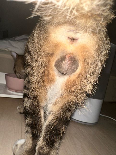수컷 고양이 중성화 상처 정상인가요?의 0번 째 이미지