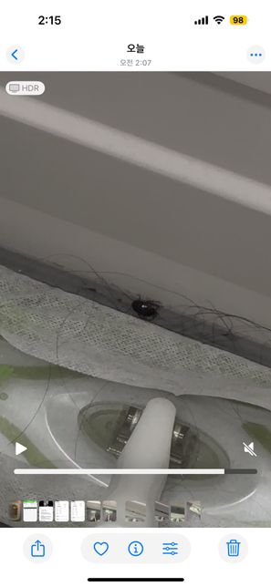 이거 도대체 무슨 벌레인가요? ㅠㅠㅠ의 1번 째 이미지