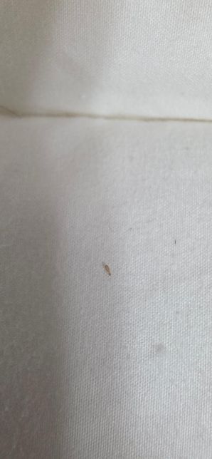 침대 커버 위에서 발견된 벌레 어떤벌레인지 알수있나요?의 0번 째 이미지