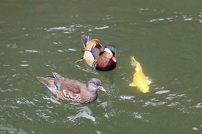 멸종위기 동물들을 복원할 때 암컷과 수컷을 결혼시키는 방법은 어떤 장소에 풀어서 적응을 하게 키워야 되나요?의 0번 째 이미지