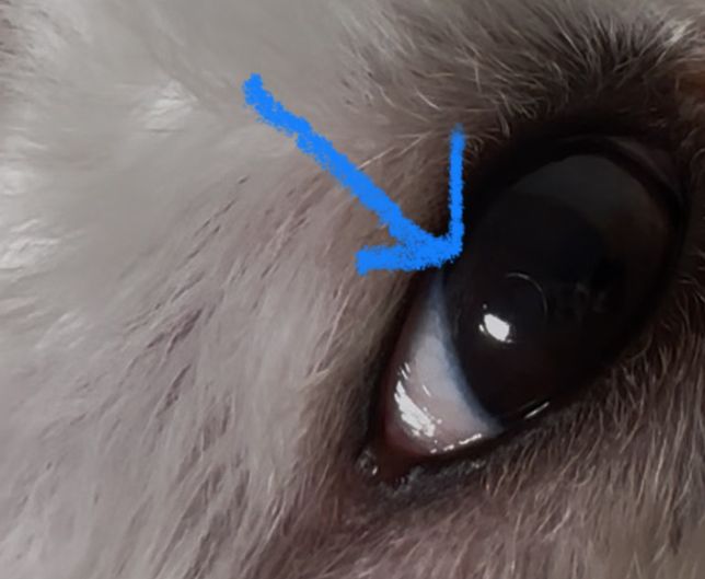 강아지 눈 안에 작은 동그라미 막 같은게 있어요의 1번 째 이미지