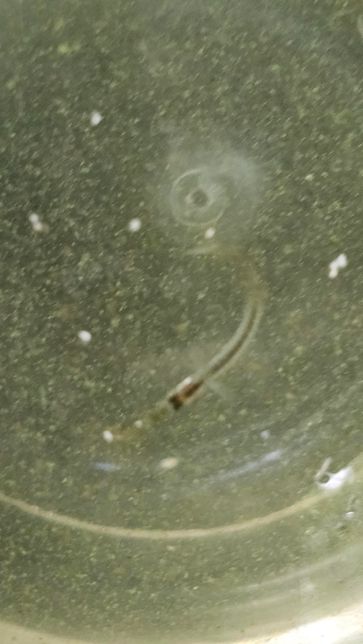 물고기를 잡았는데 어떤종인지 궁금합니다(사진첨부)의 1번 째 이미지