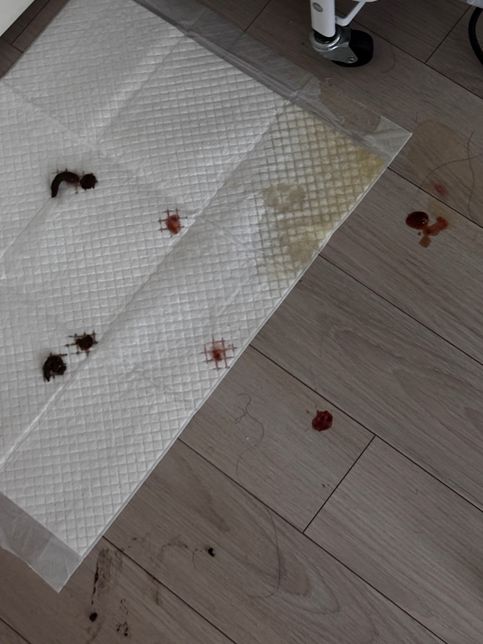 강아지 설사, 혈변을 누고 무기력해 해요의 0번 째 이미지