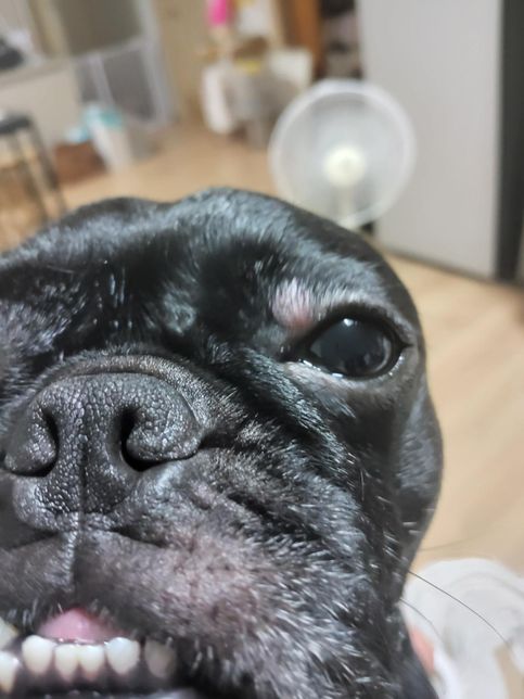 방금 강아지 산책 다녀온후. 눈옆에 여드름 같은게 생겼어요의 2번 째 이미지