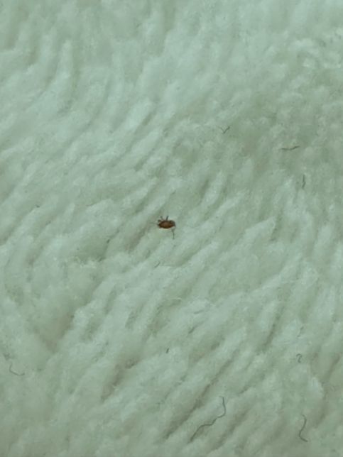 이거 무슨 벌레인가요? ㅠㅠㅠ너무 급해요 !!!의 3번 째 이미지