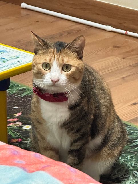 고양이가 자꾸 이렇게 쳐다봐요…왜이럴까요의 1번 째 이미지