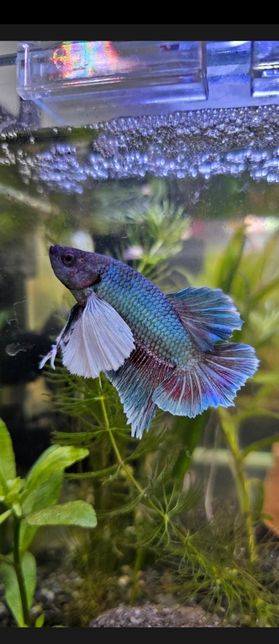 이 베타는 어종이 어떻게 되는지 알 수 있을까요?의 0번 째 이미지