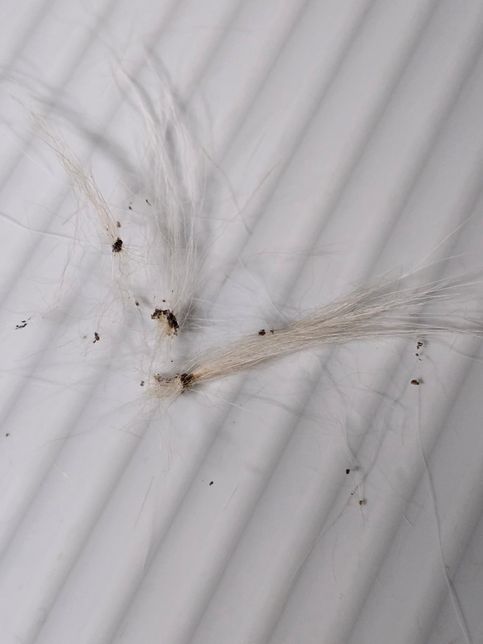 강아지 트러블(농피증) 후 땜빵이 생겼어요..ㅠㅠ의 1번 째 이미지