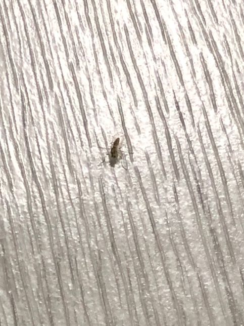 집에서 자꾸 날벌레 같은 쪼꼬만 벌레가 나옵니다의 0번 째 이미지