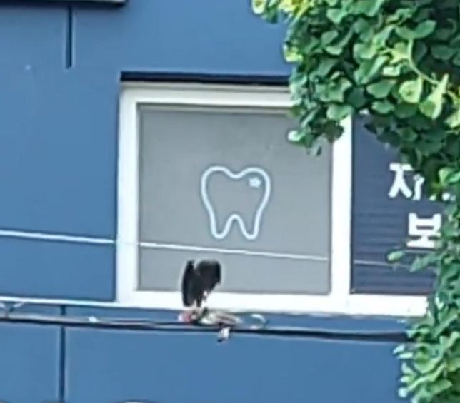 석유와 석탄 중 어느 재료에서 색소 성분이 잘 뽑히나요?의 1번 째 이미지