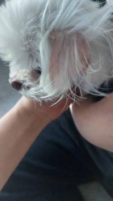 12살 말티즈, 3개월 포메 관련 질문입니다의 1번 째 이미지