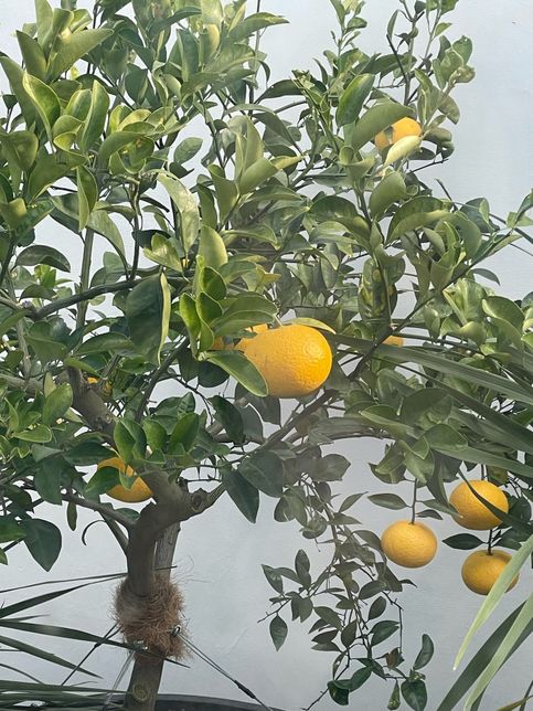 혹시 이 귤 이름 아실까요 궁금합니다앗의 0번 째 이미지