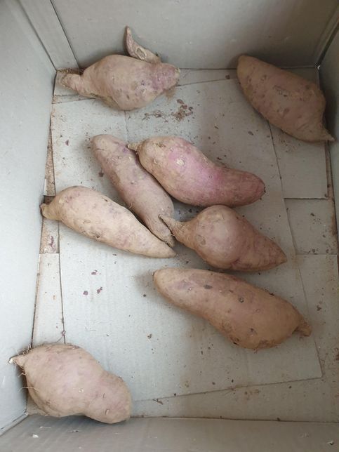 고구마를오래두고먹는방법에대해서질문을 드립니다!?의 0번 째 이미지