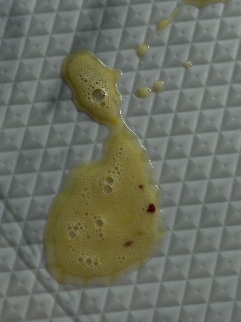 강아지 혈토인가요????????의 0번 째 이미지