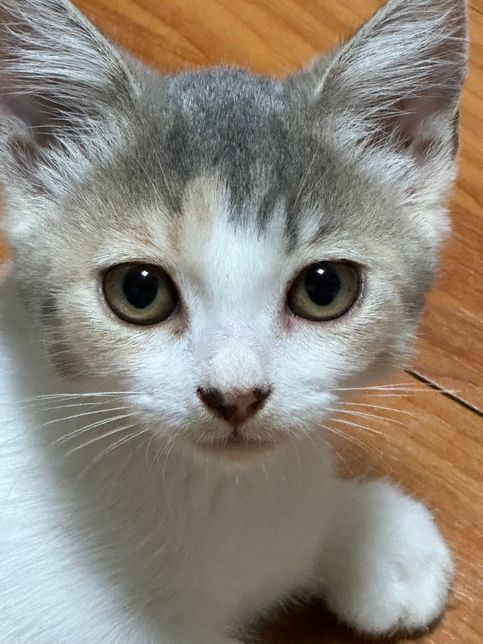 고양이 눈 주변 빨개졌는데 어떡하나요?의 1번 째 이미지