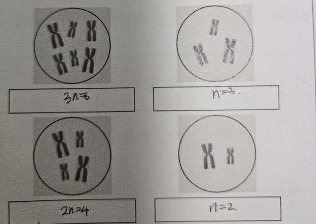 생명과학1 핵상 표현법을 나타낸건데 틀린 부분이 있나요?의 0번 째 이미지