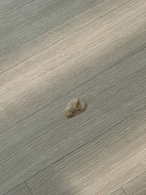 고양이 처음으로 열빙어 먹고 피 섞인 토의 0번 째 이미지