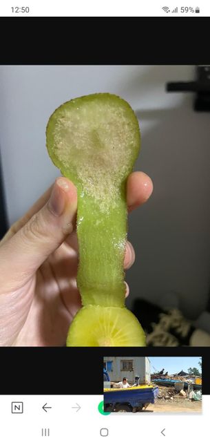 키위에 곰팡이인지 병든건지 사진 보고알려주세요의 0번 째 이미지