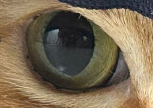 고양이 눈에 여러 개의 점이 발견되었습니다.의 0번 째 이미지